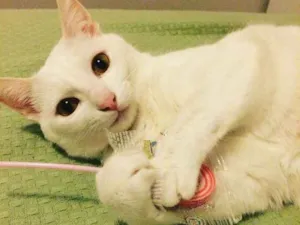 Gato raça Pelo Curto idade 3 anos nome Milk e Shake