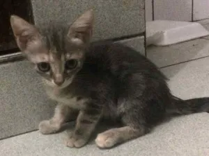 Gato raça Siamês  idade 2 a 6 meses nome Sem nome 