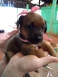 PRINCESA