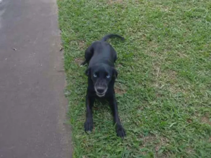 Cachorro ra a vira lata idade 4 anos nome Marie