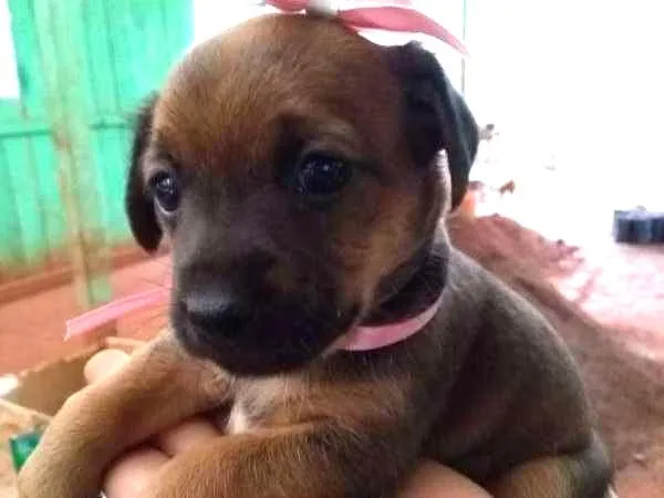 Cachorro ra a SRD idade Abaixo de 2 meses nome PRINCESA