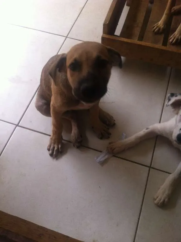 Cachorro ra a SRD idade 2 a 6 meses nome Zanthus