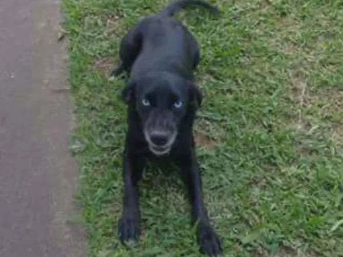 Cachorro ra a vira lata idade 4 anos nome Marie