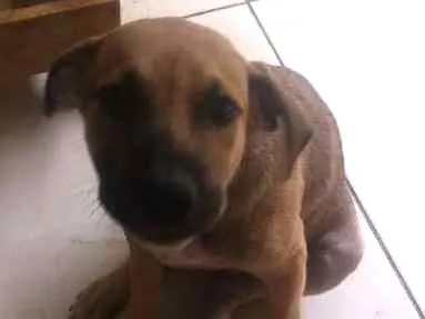 Cachorro ra a SRD idade 2 a 6 meses nome Zanthus