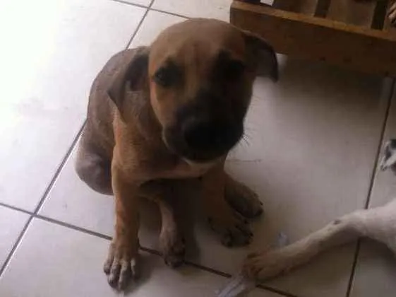 Cachorro ra a SRD idade 2 a 6 meses nome Zanthus