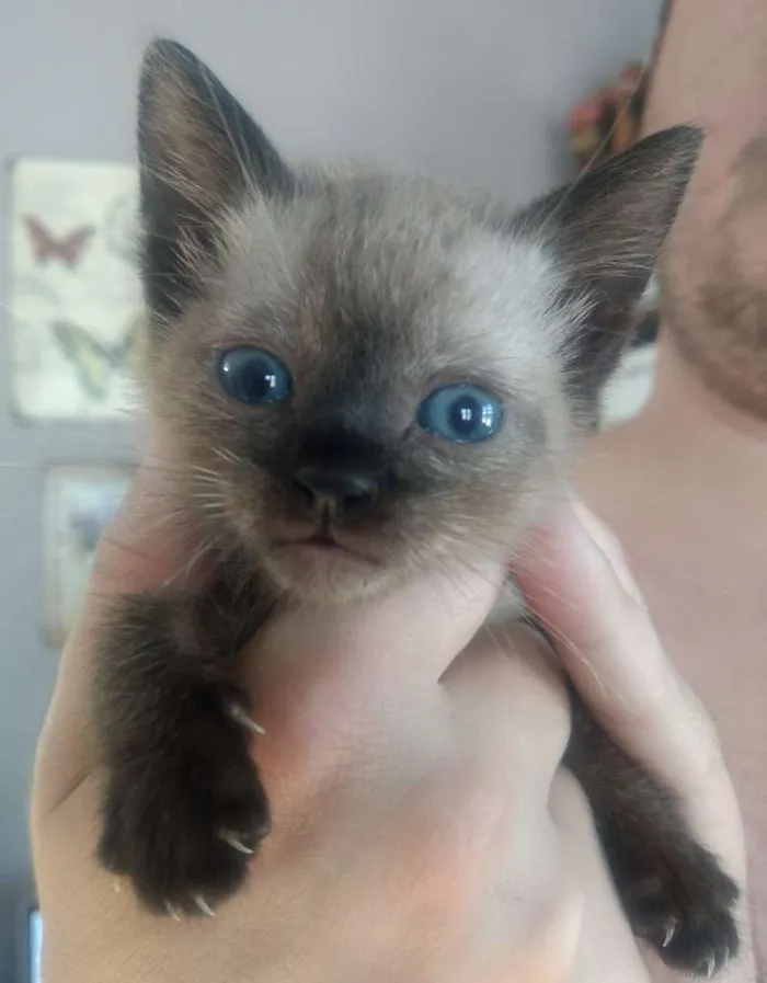 Gato ra a SRD idade 2 a 6 meses nome Grey