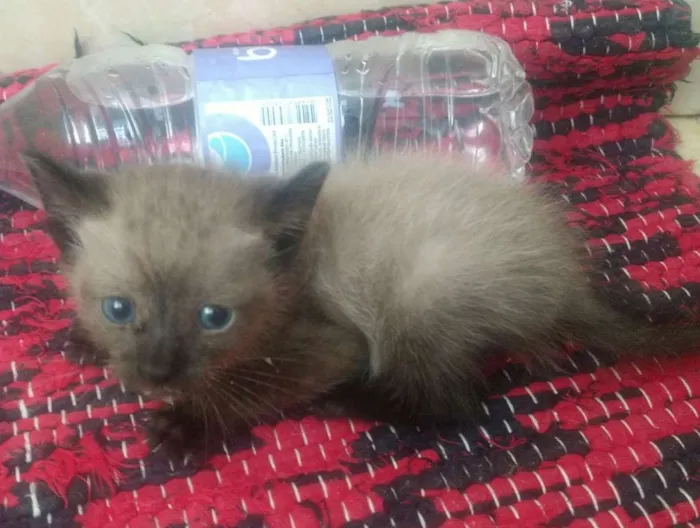 Gato ra a SRD idade 2 a 6 meses nome Grey