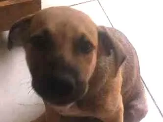 Cachorro ra a SRD idade 2 a 6 meses nome Zanthus