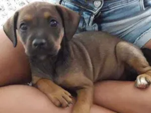 Cachorro raça  idade Abaixo de 2 meses nome Sem nome