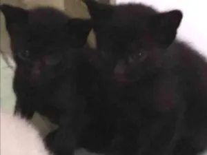 Gato raça  idade Abaixo de 2 meses nome Ainda não tem
