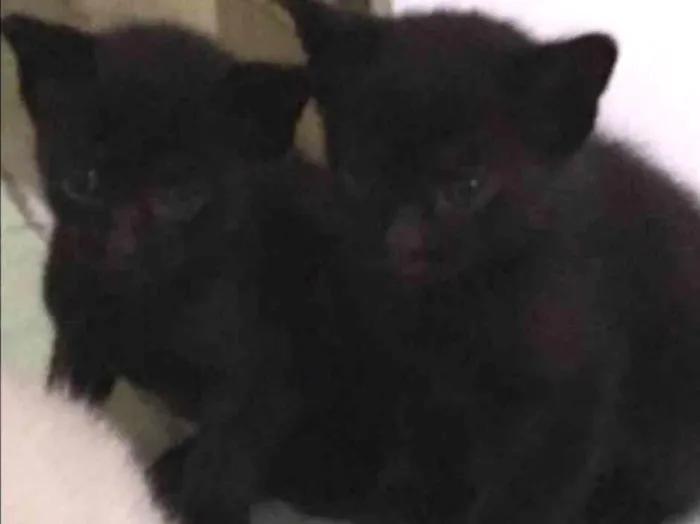 Gato ra a  idade Abaixo de 2 meses nome Ainda não tem