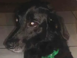 Cachorro raça Vira lata idade 3 anos nome Negao