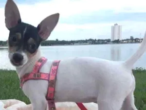Cachorro raça Fox paulistinha idade Abaixo de 2 meses nome Belinha 