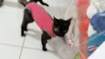 Mel