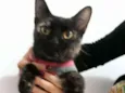 Mel