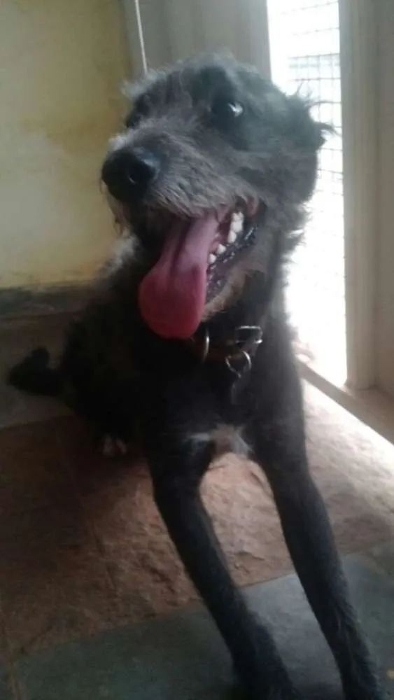 Cachorro ra a Srd idade 2 anos nome Sem nome