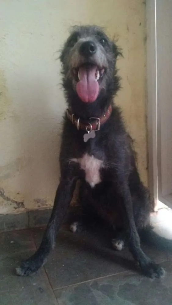 Cachorro ra a Srd idade 2 anos nome Sem nome