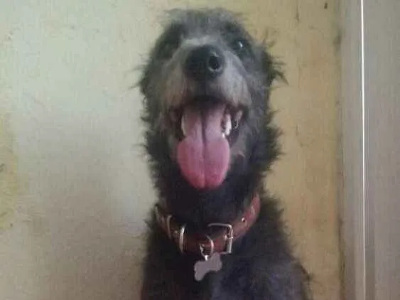 Cachorro ra a Srd idade 2 anos nome Sem nome