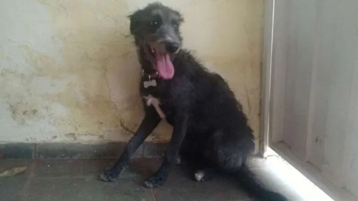 Cachorro ra a Srd idade 2 anos nome Sem nome