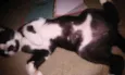 Paçoquinha e Gabriel