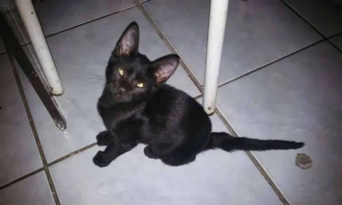 Gato raça  idade 2 a 6 meses nome Paçoquinha e Gabriel