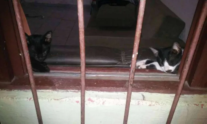 Gato raça  idade 2 a 6 meses nome Paçoquinha e Gabriel