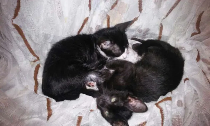 Gato raça  idade 2 a 6 meses nome Paçoquinha e Gabriel
