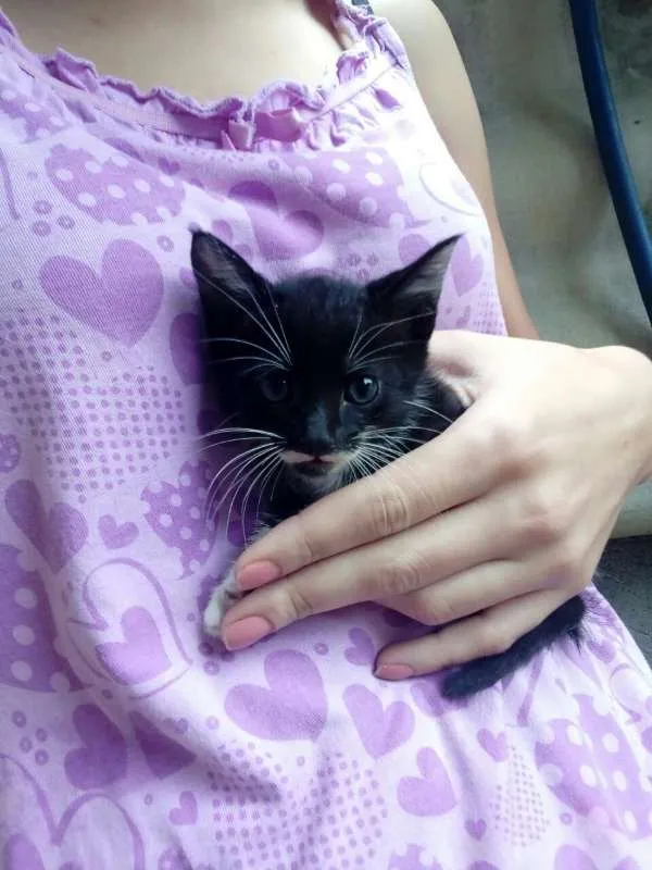 Gato raça não definido idade Abaixo de 2 meses nome varios