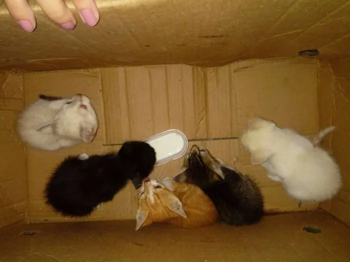 Gato raça não definido idade Abaixo de 2 meses nome varios