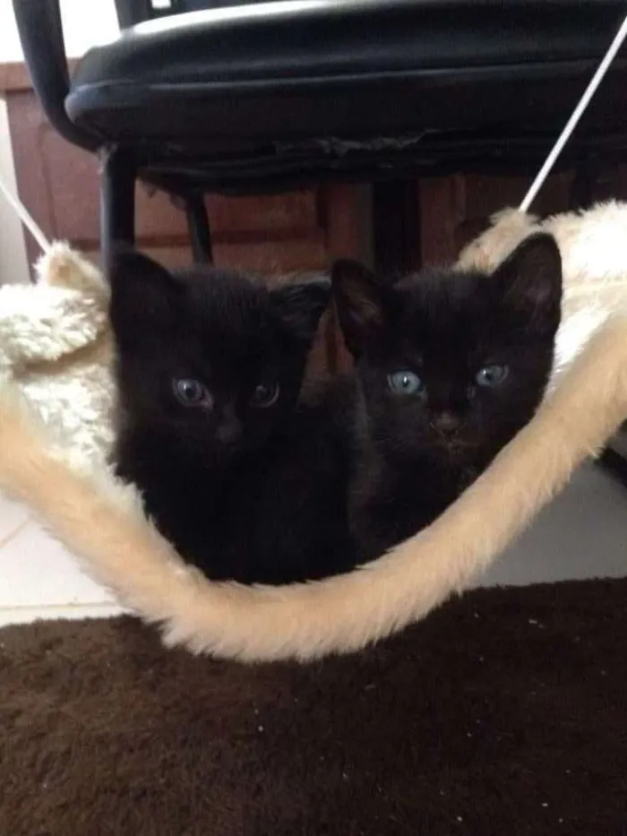 Gato ra a  idade Abaixo de 2 meses nome Sem nome