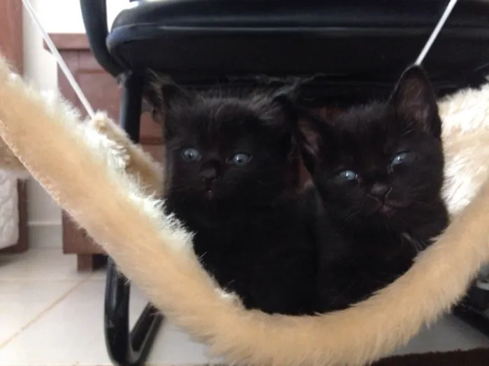 Gato ra a  idade Abaixo de 2 meses nome Sem nome