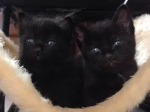 Gato raça  idade Abaixo de 2 meses nome Sem nome