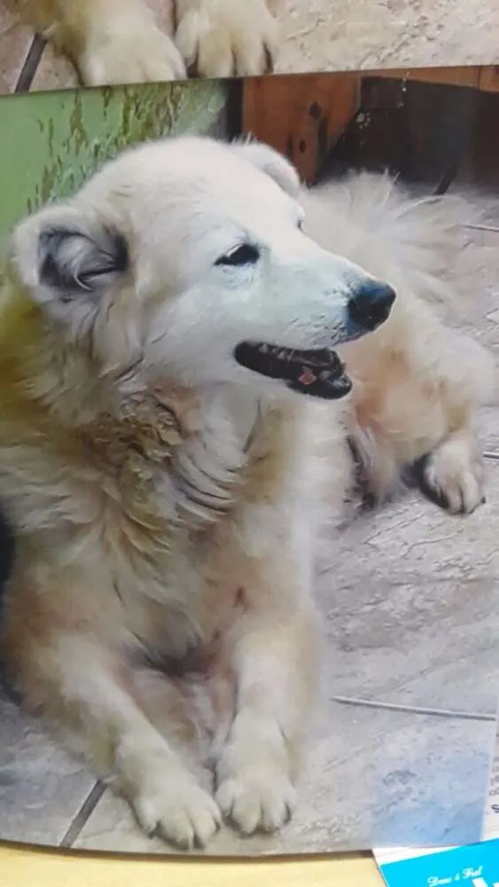 Cachorro ra a Srd idade 5 anos nome Sem.nome