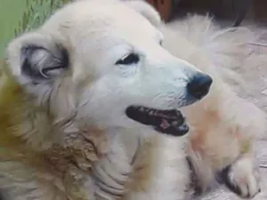 Cachorro raça Srd idade 5 anos nome Sem.nome