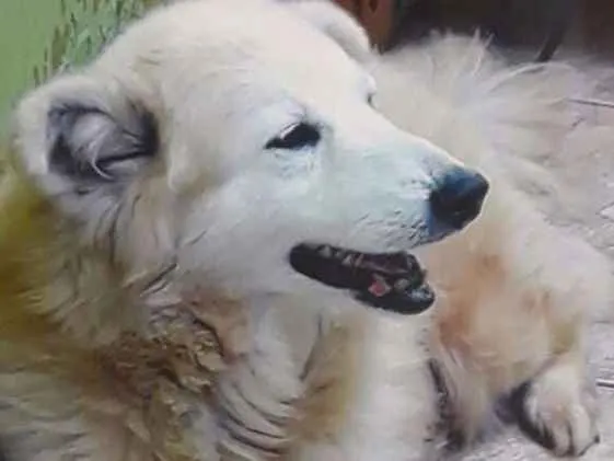 Cachorro ra a Srd idade 5 anos nome Sem.nome