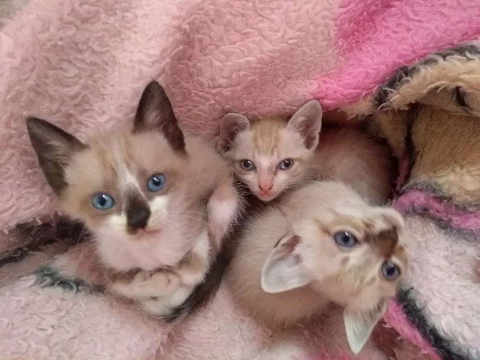 Gato ra a  idade Abaixo de 2 meses nome Filhotes