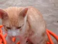 Bebês abandonados