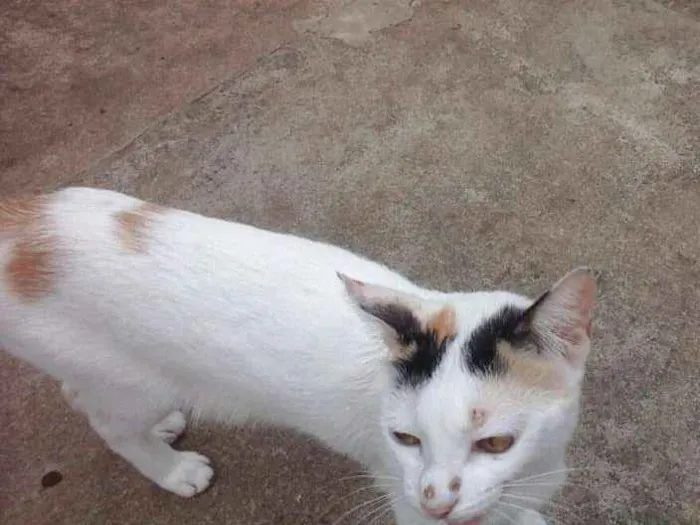 Gato ra a Sem raça definida idade Abaixo de 2 meses nome Bebês abandonados