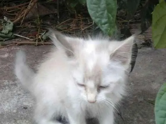 Gato ra a Sem raça definida idade Abaixo de 2 meses nome Bebês abandonados