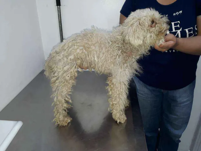Cachorro ra a Poodle idade 1 ano nome Dove