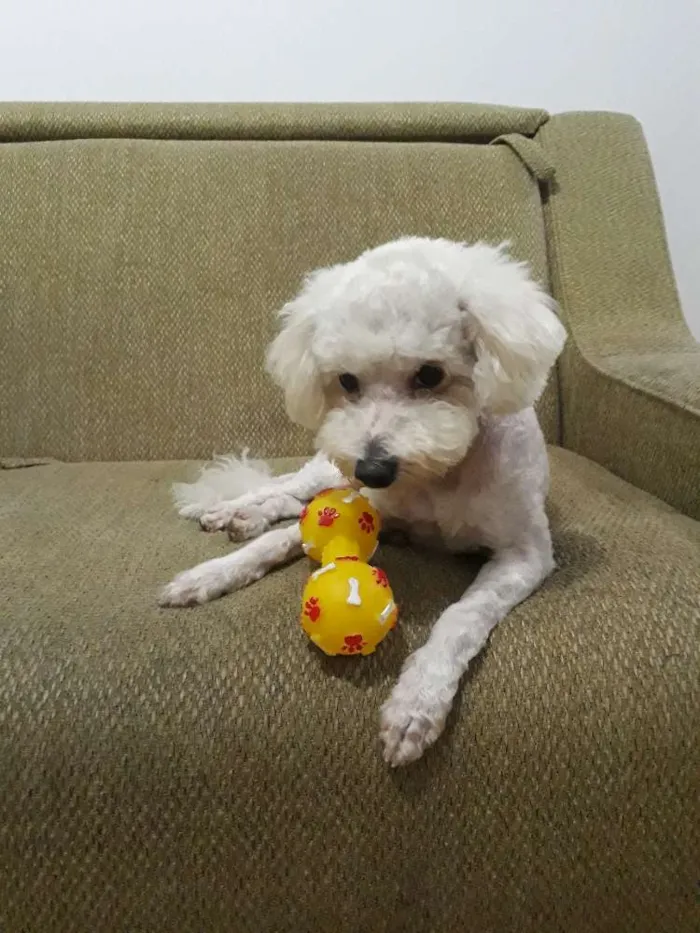 Cachorro ra a Poodle idade 1 ano nome Dove
