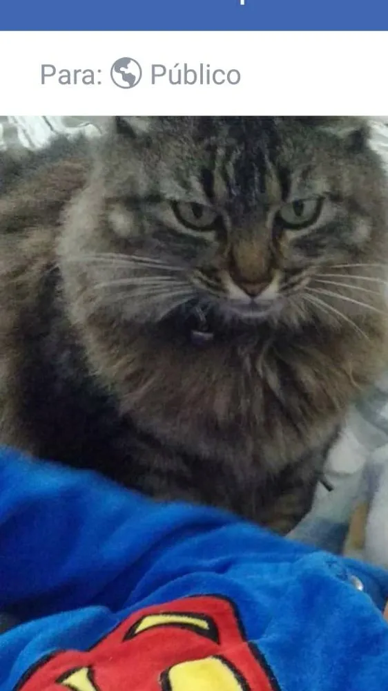 Gato raça Vira lata  idade 4 anos nome Belinha