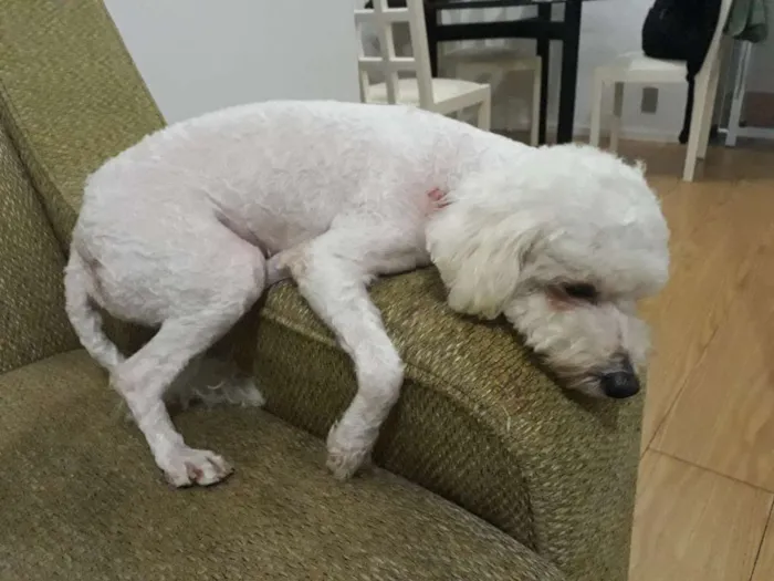 Cachorro ra a Poodle idade 1 ano nome Dove
