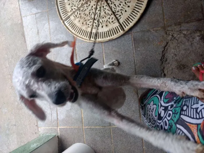 Cachorro raça Poodle idade 1 ano nome Billy