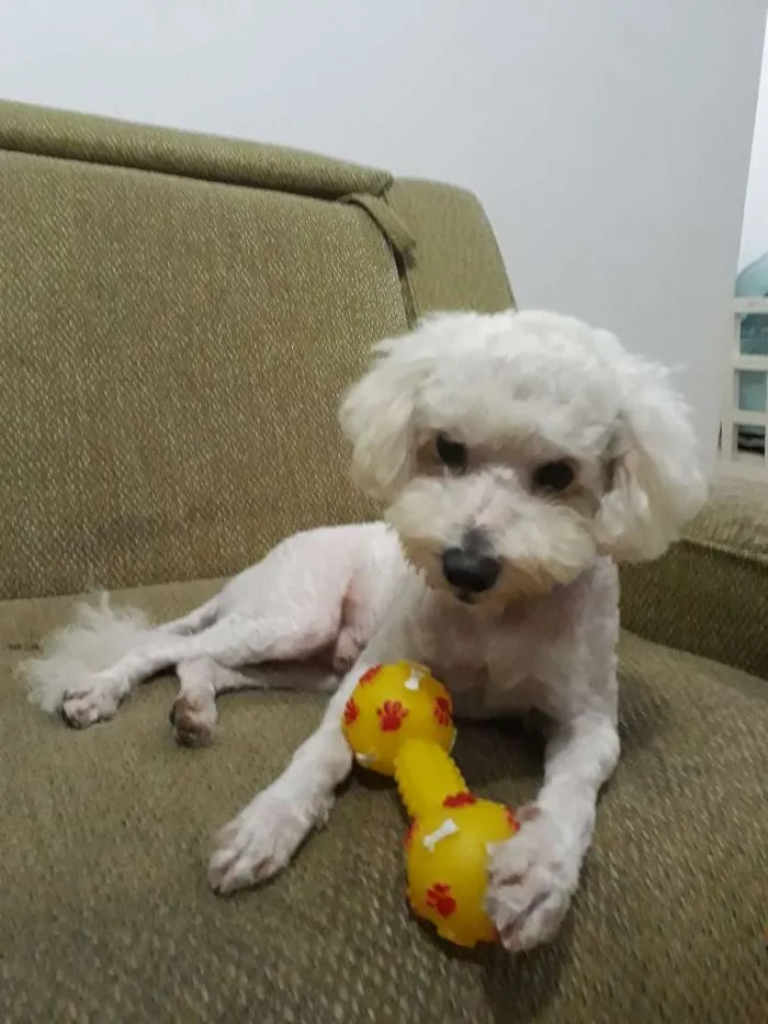 Cachorro ra a Poodle idade 1 ano nome Dove