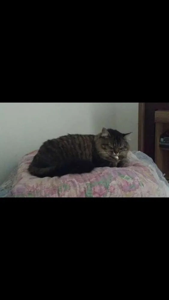 Gato raça Vira lata  idade 4 anos nome Belinha