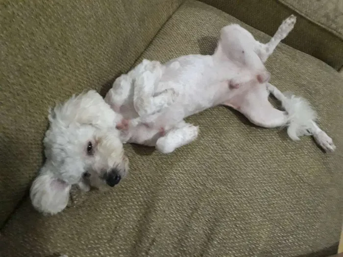 Cachorro ra a Poodle idade 1 ano nome Dove