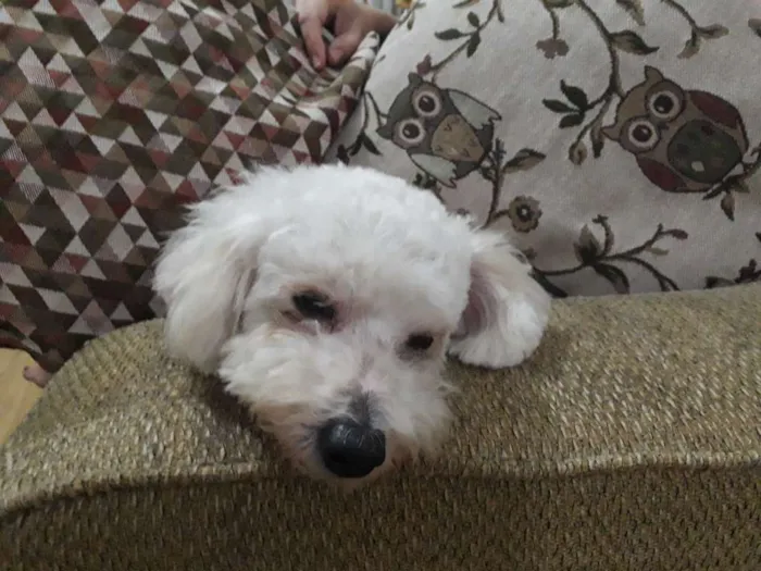 Cachorro ra a Poodle idade 1 ano nome Dove