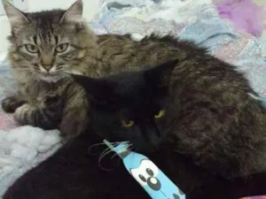 Gato raça Vira lata  idade 4 anos nome Belinha