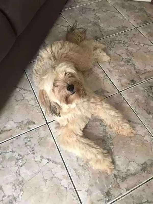 Cachorro raça SRD idade 1 ano nome Tony